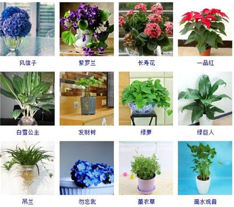 室内植物名称|100种适合室内养的植物